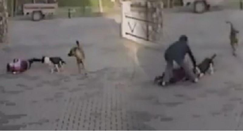 Pitbull brutally attacks schoolgirl, mother in Turkey’s Kırşehir