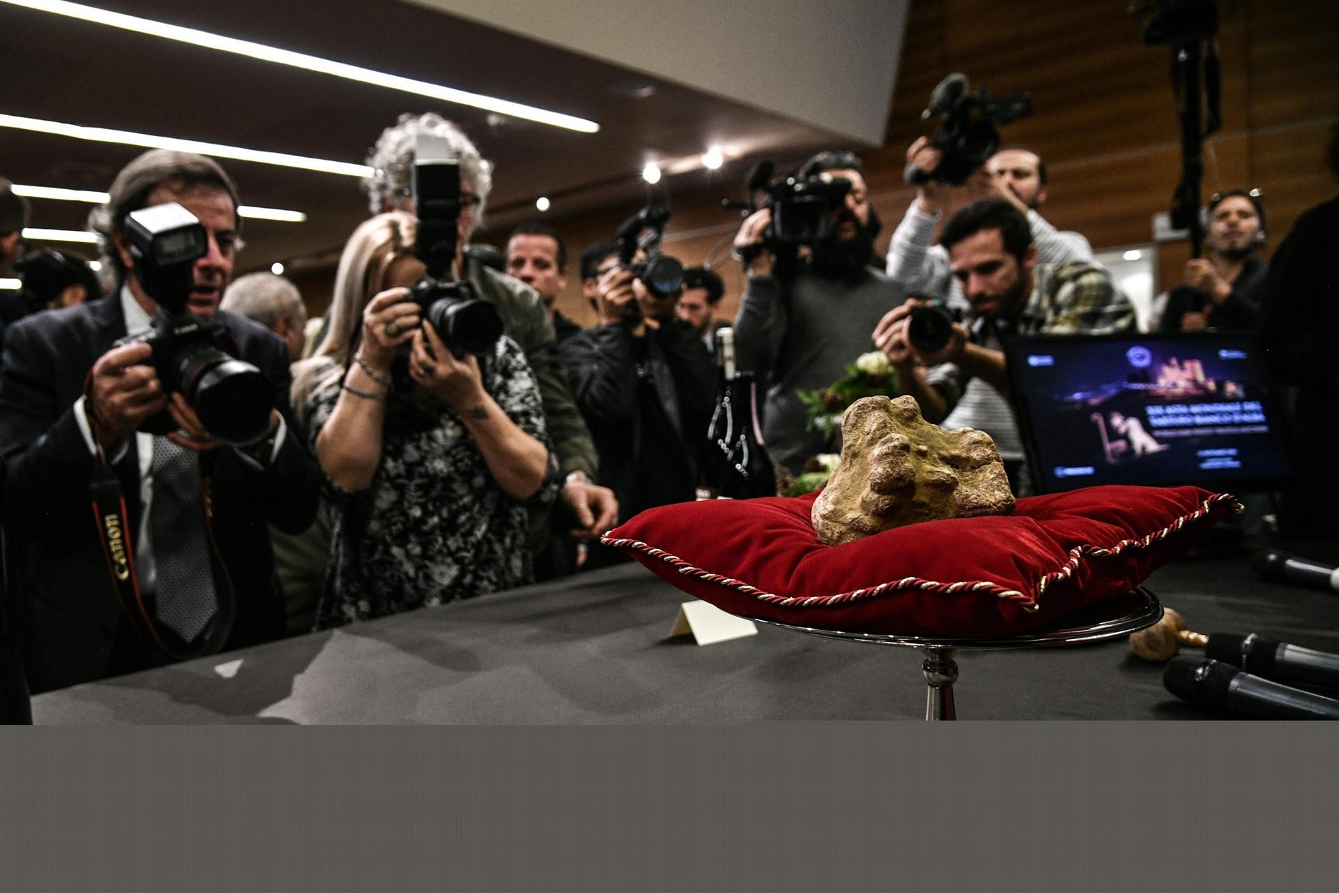 Exceptional white truffle sold for 85,000 euros