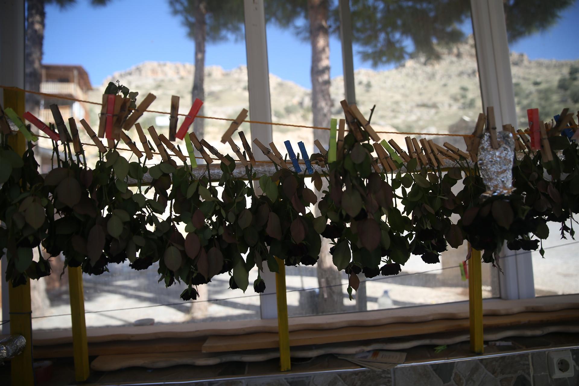 ‘Black roses’ are becoming more well-known