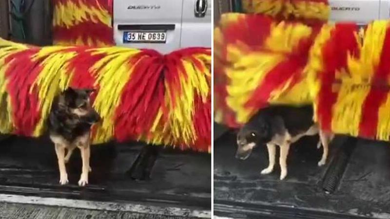 Stray dog Linda comes to same car wash for touch-free brushing in Turkey’s west