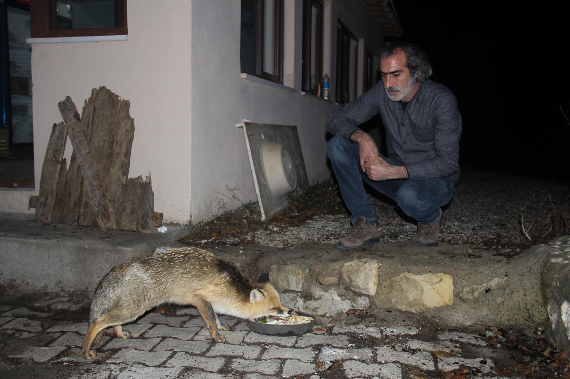 Hungry fox comes to Tunceli tourist facility everyday