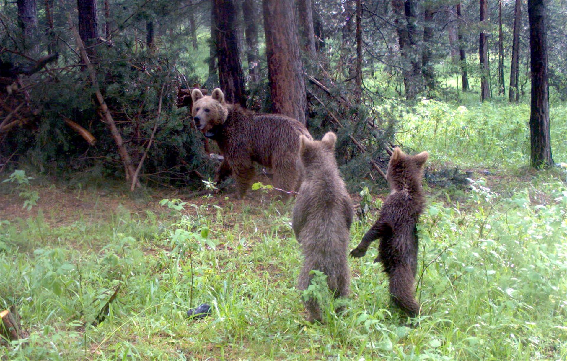 Cameras reveal three trees bears rub against in Turkey’s Kars