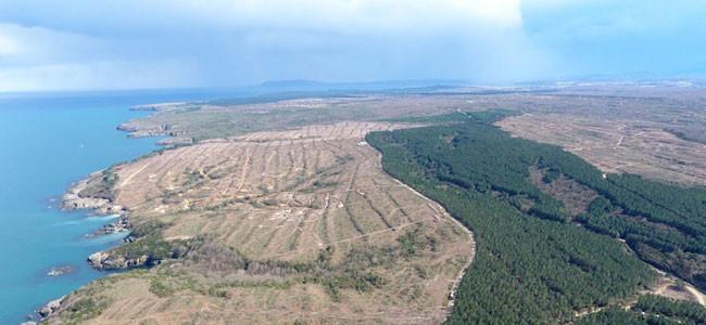 Trees cut down for ‘industrial use,’ not for Sinop nuclear power plant: Minister