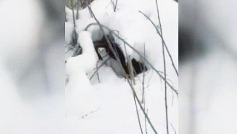 Rare white-coated weasel spotted in Tunceli