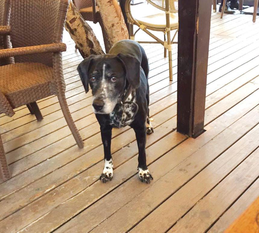 Media workers bid farewell to dog ‘Topie’
