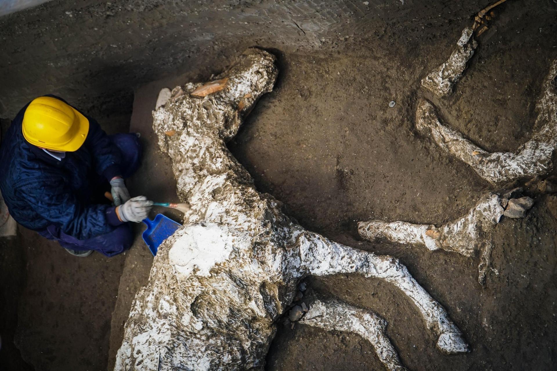 Harnessed horse unearthed in ancient stable near Pompeii