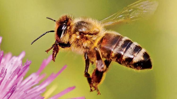 Turkish ministry bans three pesticides to save bees