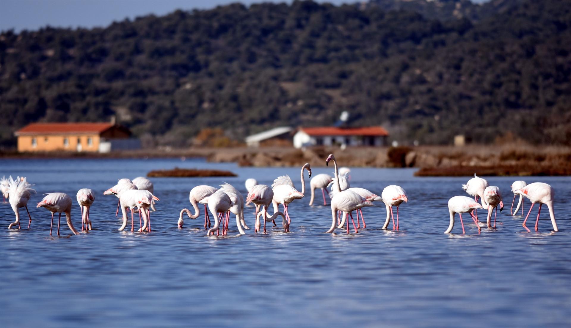 Tuzla Wetland home to migratory birds