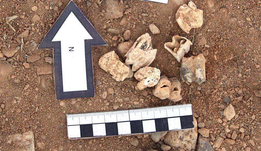 Treasure trove of prehistoric fossils unearthed