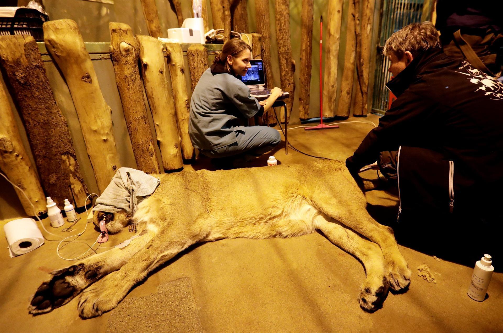 Rare Asiatic lioness Ginni artificially inseminated