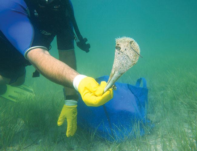 Protected clam species transferred for bridge construction in Turkey’s northwest