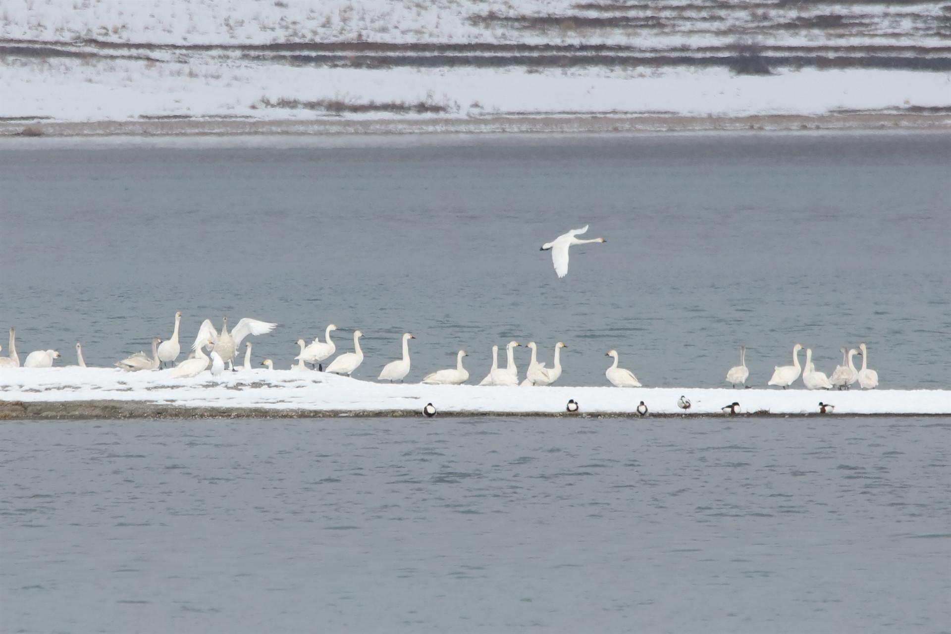 Noble visitors of Van Lake