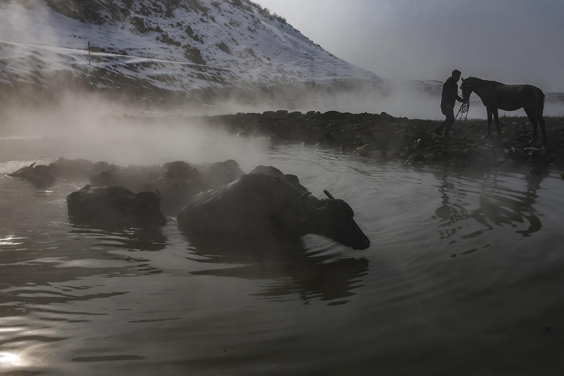 Buffaloes love hot springs in eastern Turkey