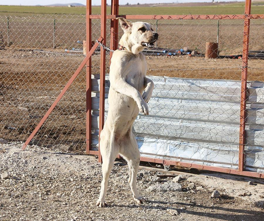 Şanlıurfa’s Kurtboğan dogs rival Sivas’ Kangal