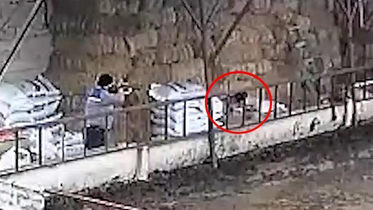 Stray dog shot by municipality worker is fine: Mayor