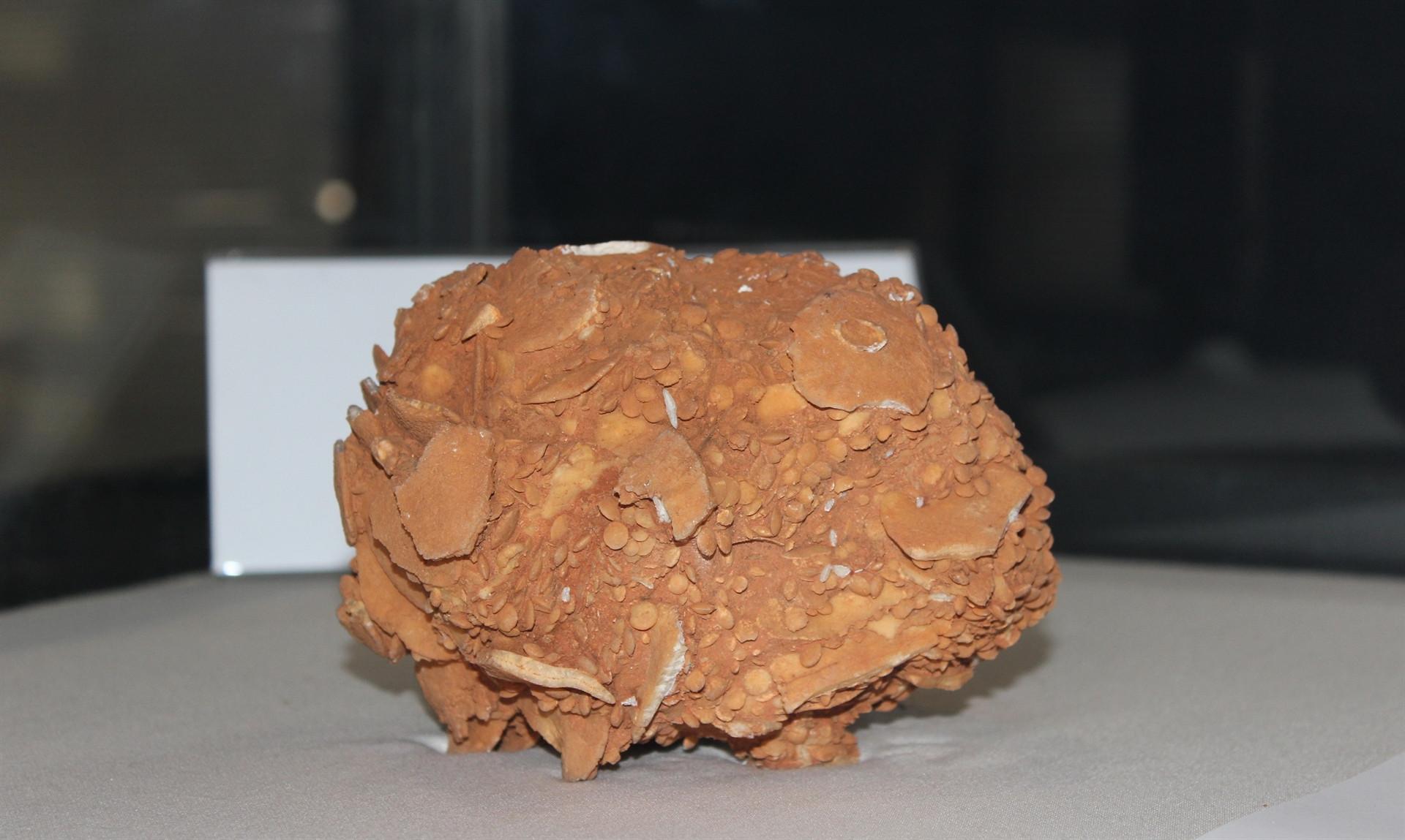 65-million-year-old giant snail presented in new exhibition in Turkey’s east