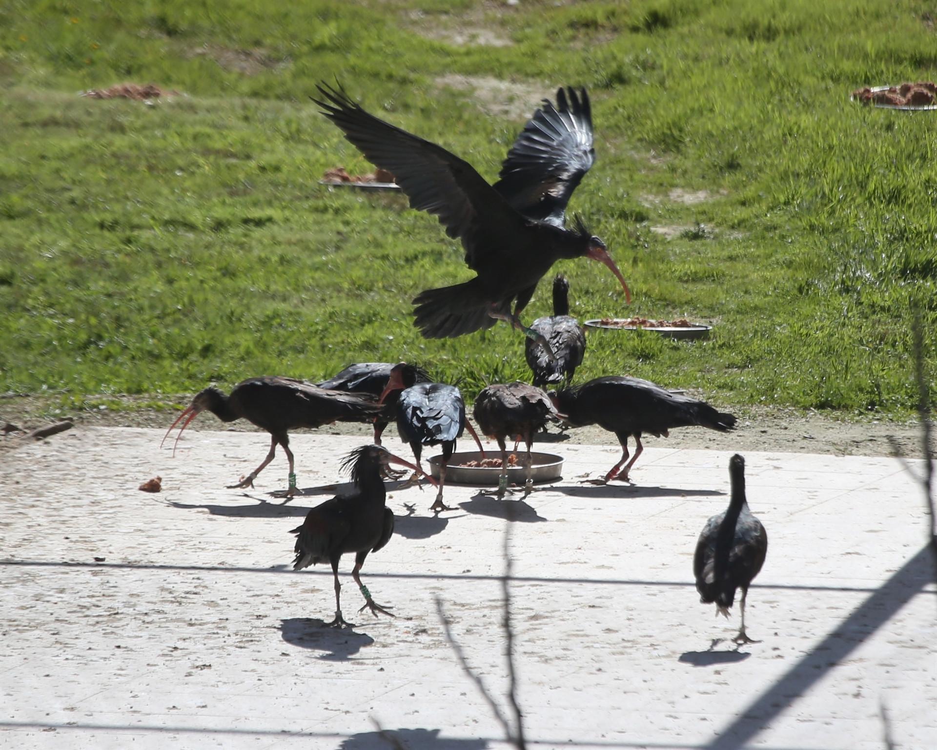 Record number of bald ibis chicks expected in Şanlıurfa center