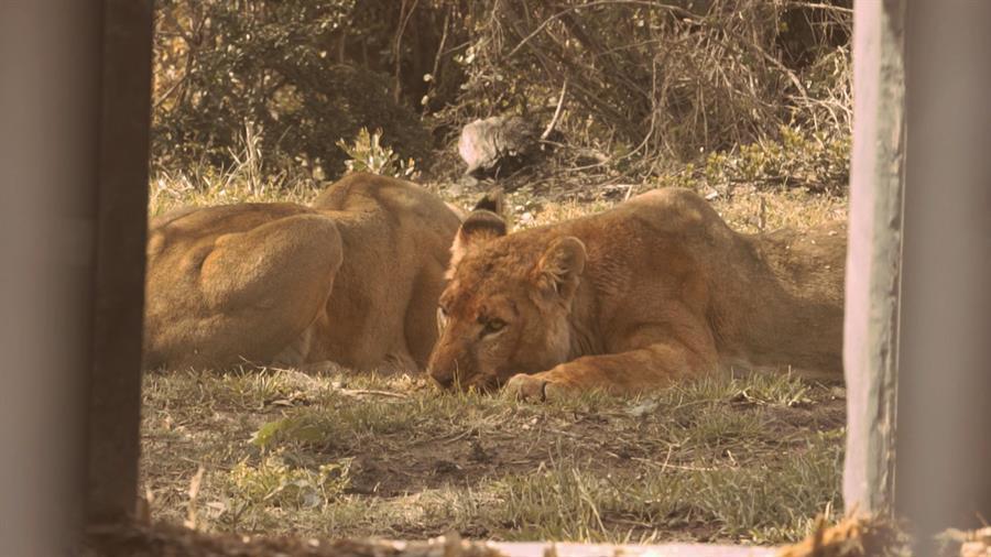 Turkish Airlines returns 4 former circus lions to nature