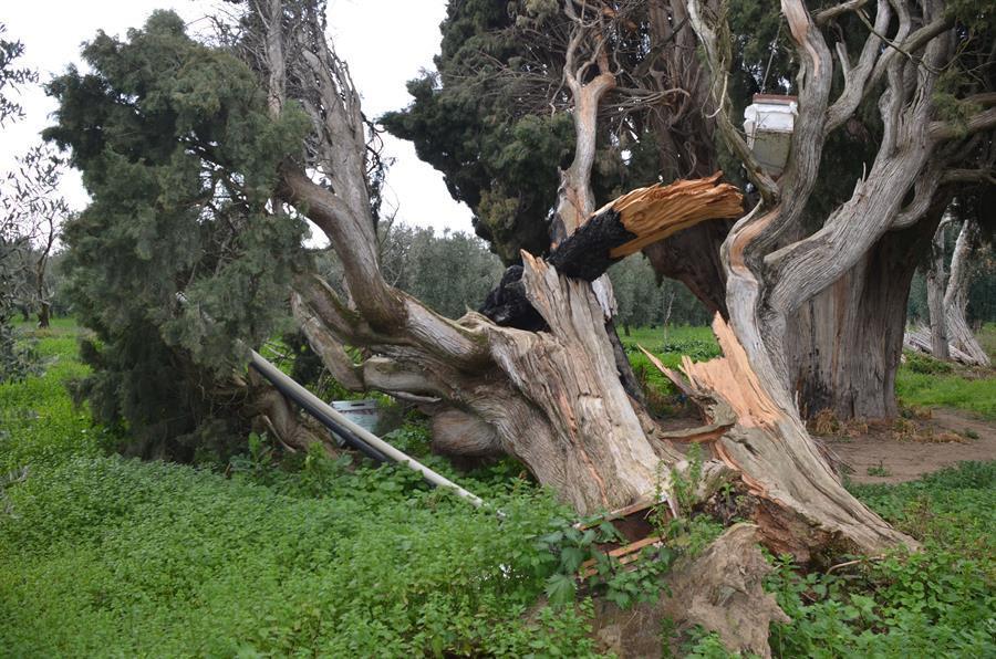 700-year-old tree set on fire by unidentified perpetrators