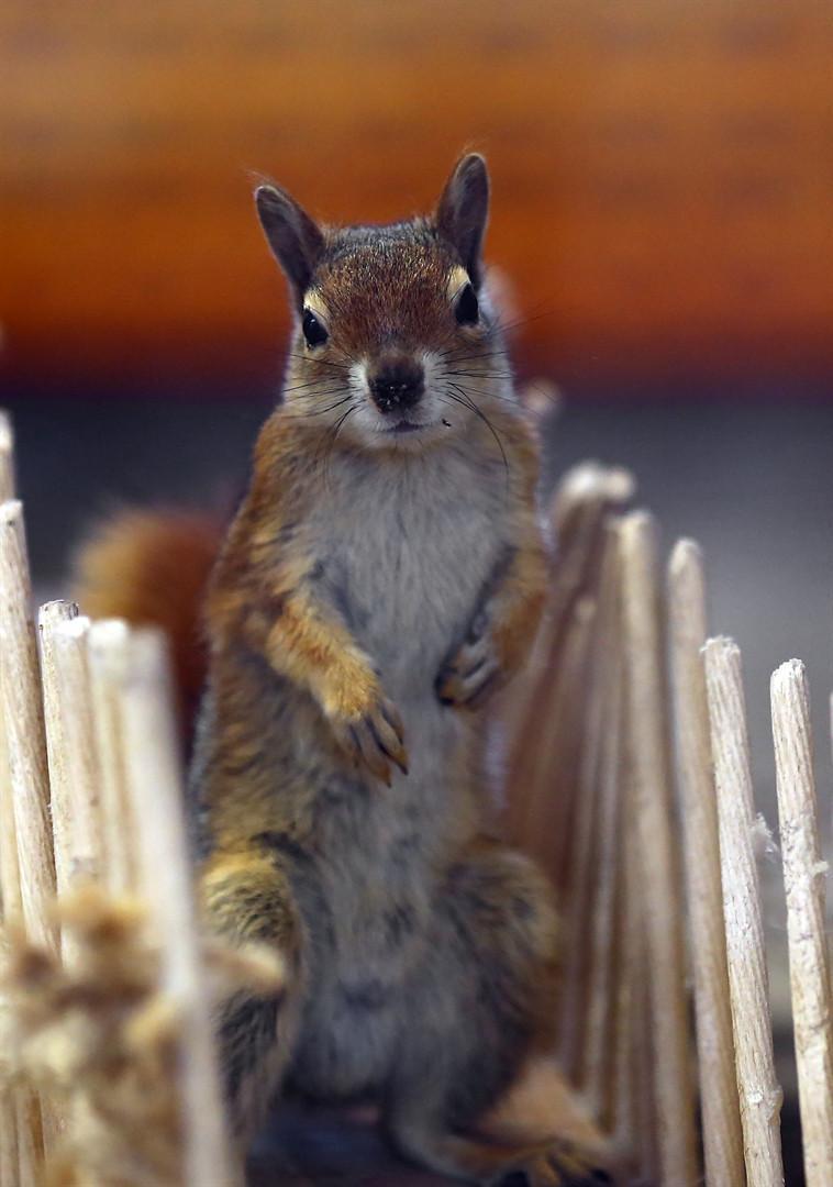 Rescued squirrels turn two years old