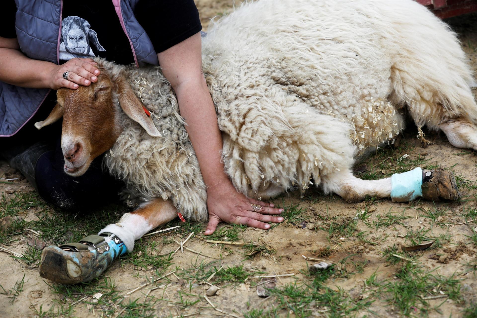 Disabled animals given new lease of life at Israeli sanctuary