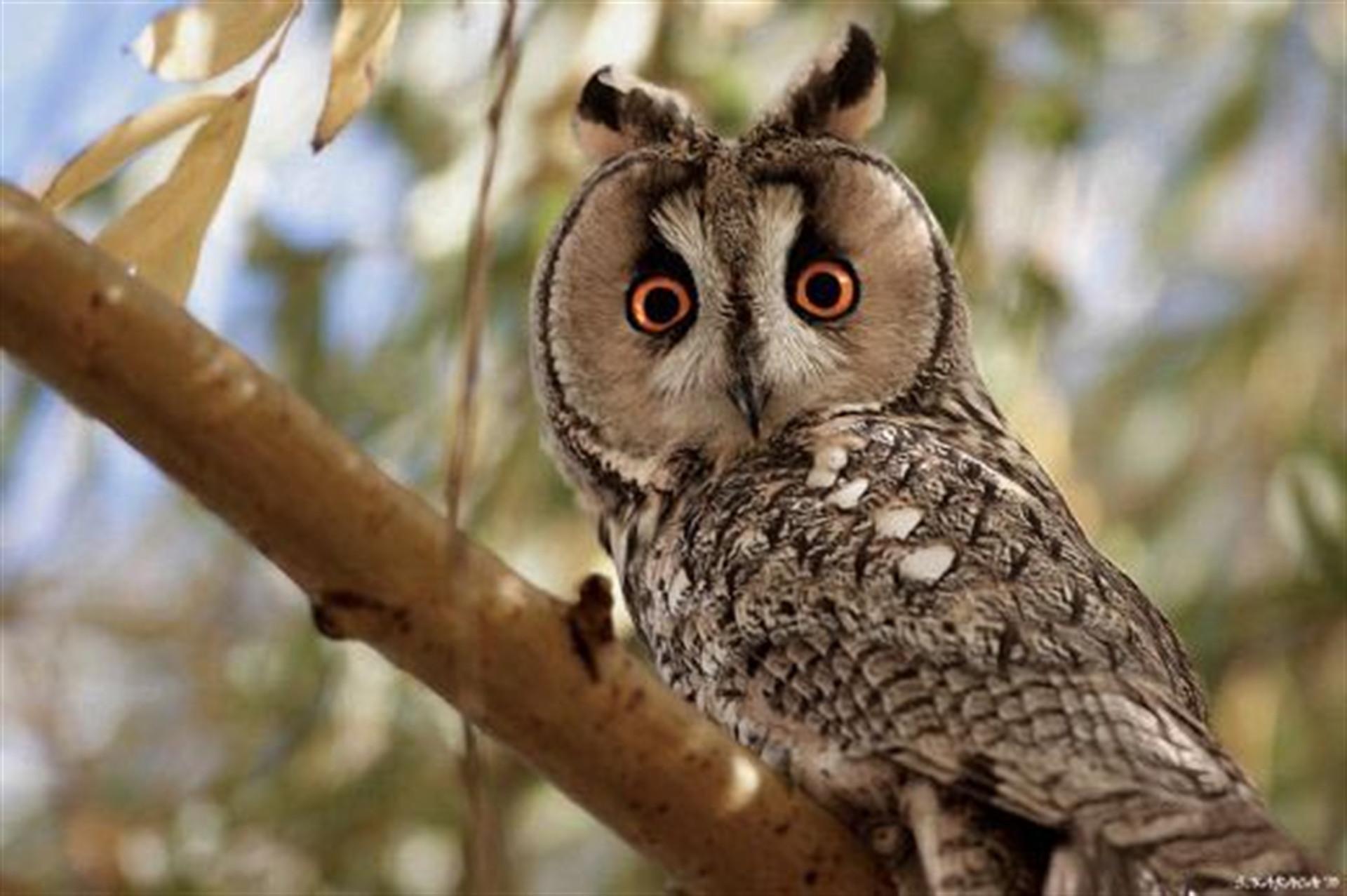 Short-eared owl spotted in Tunceli