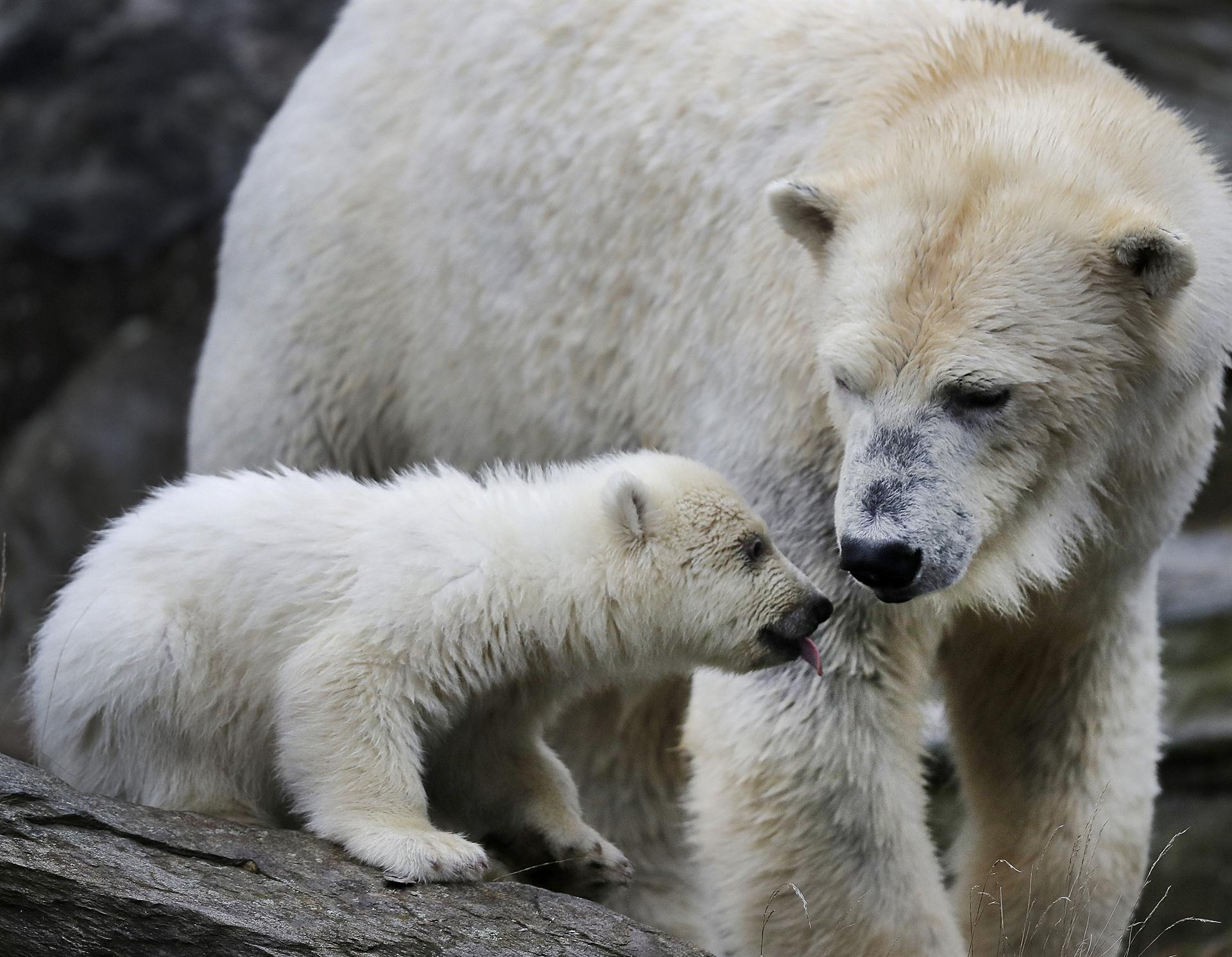 Bear cub presented to press