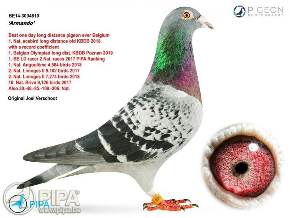 Belgian pigeon flies high in record 1.25 million euros auction