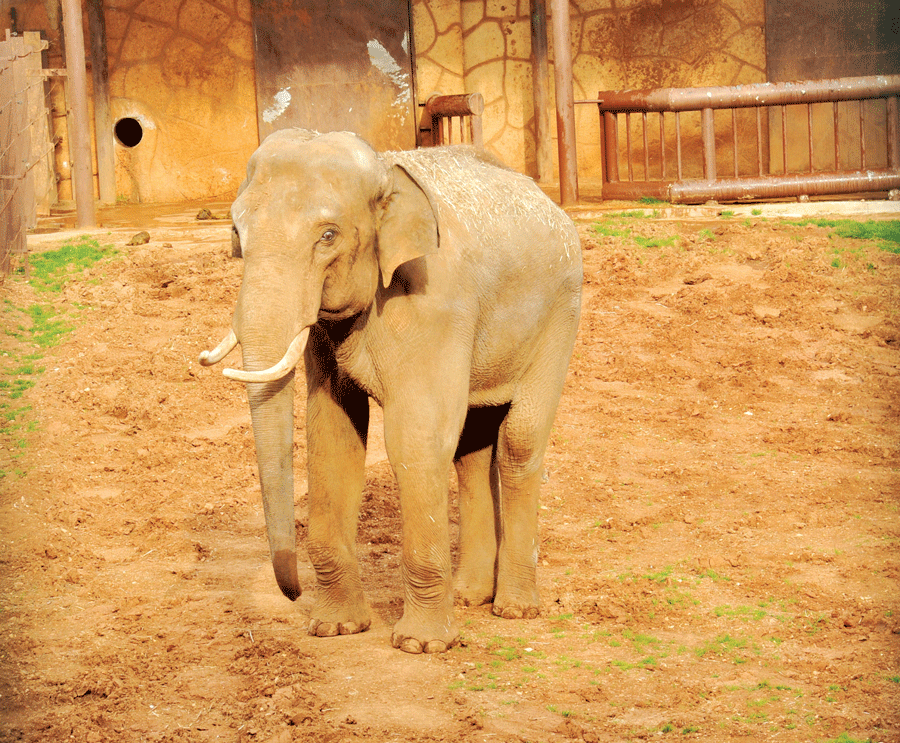 Gaziantep zoo’s singles looking for partners