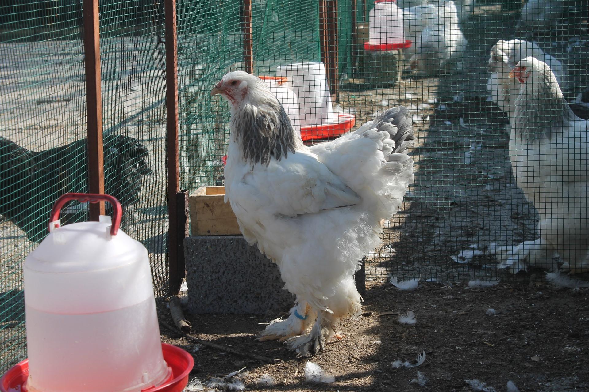 Turkeys chicken meat production down in June