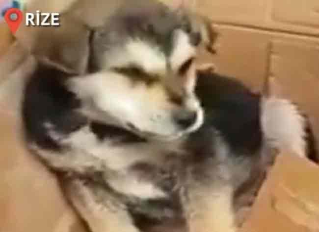 Passerby saving choking puppy in Turkey hailed as hero on social media