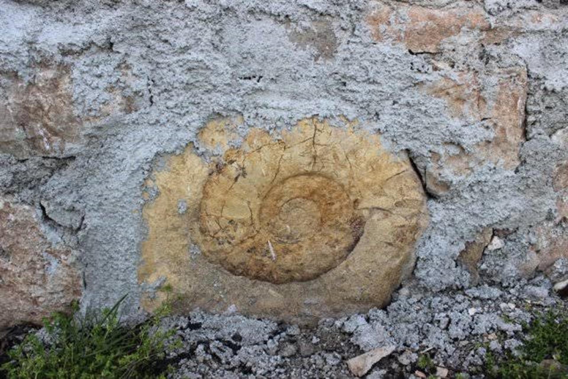 Huge snail fossil removed from house wall in Adıyaman