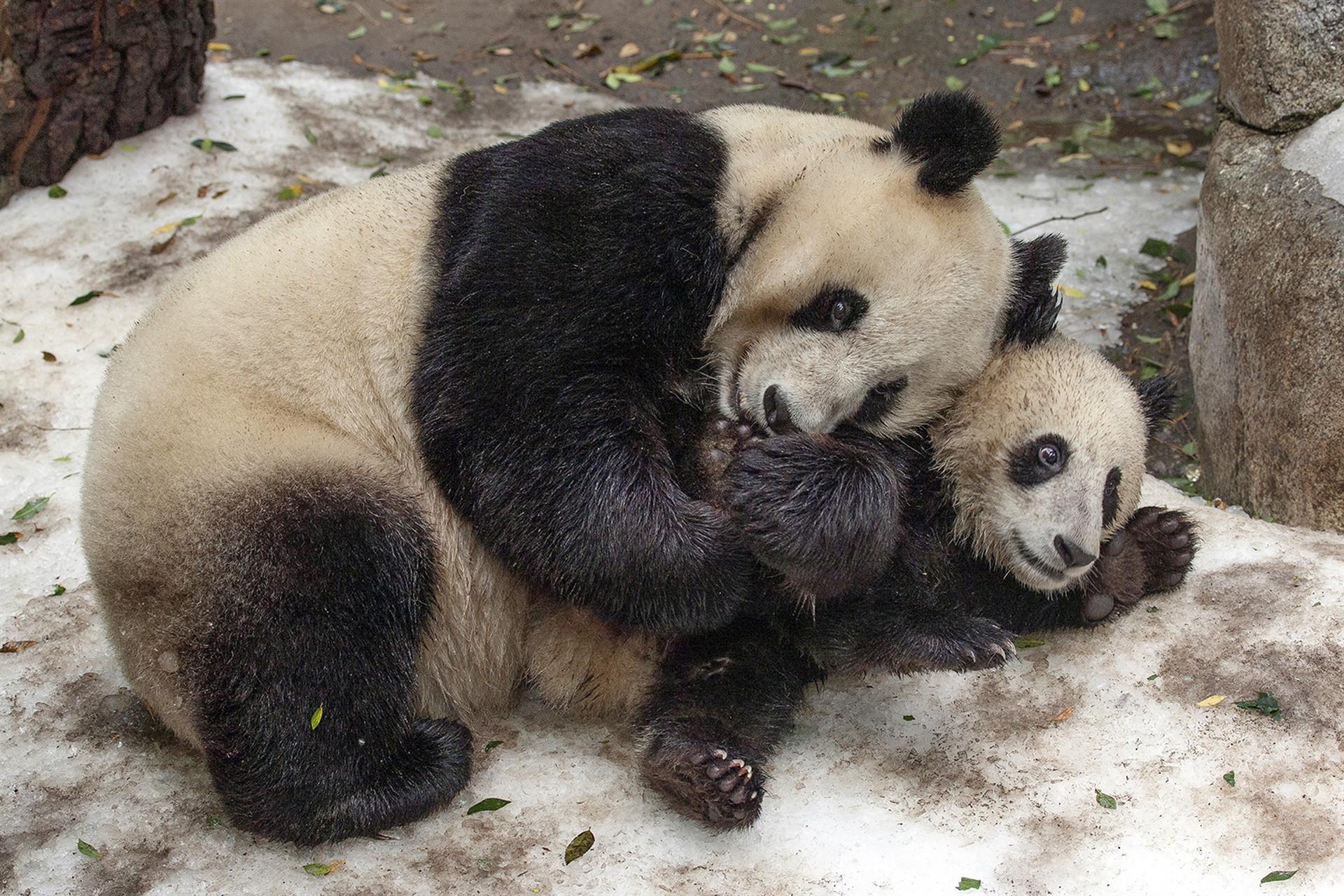 US zoo to return beloved giant pandas to China