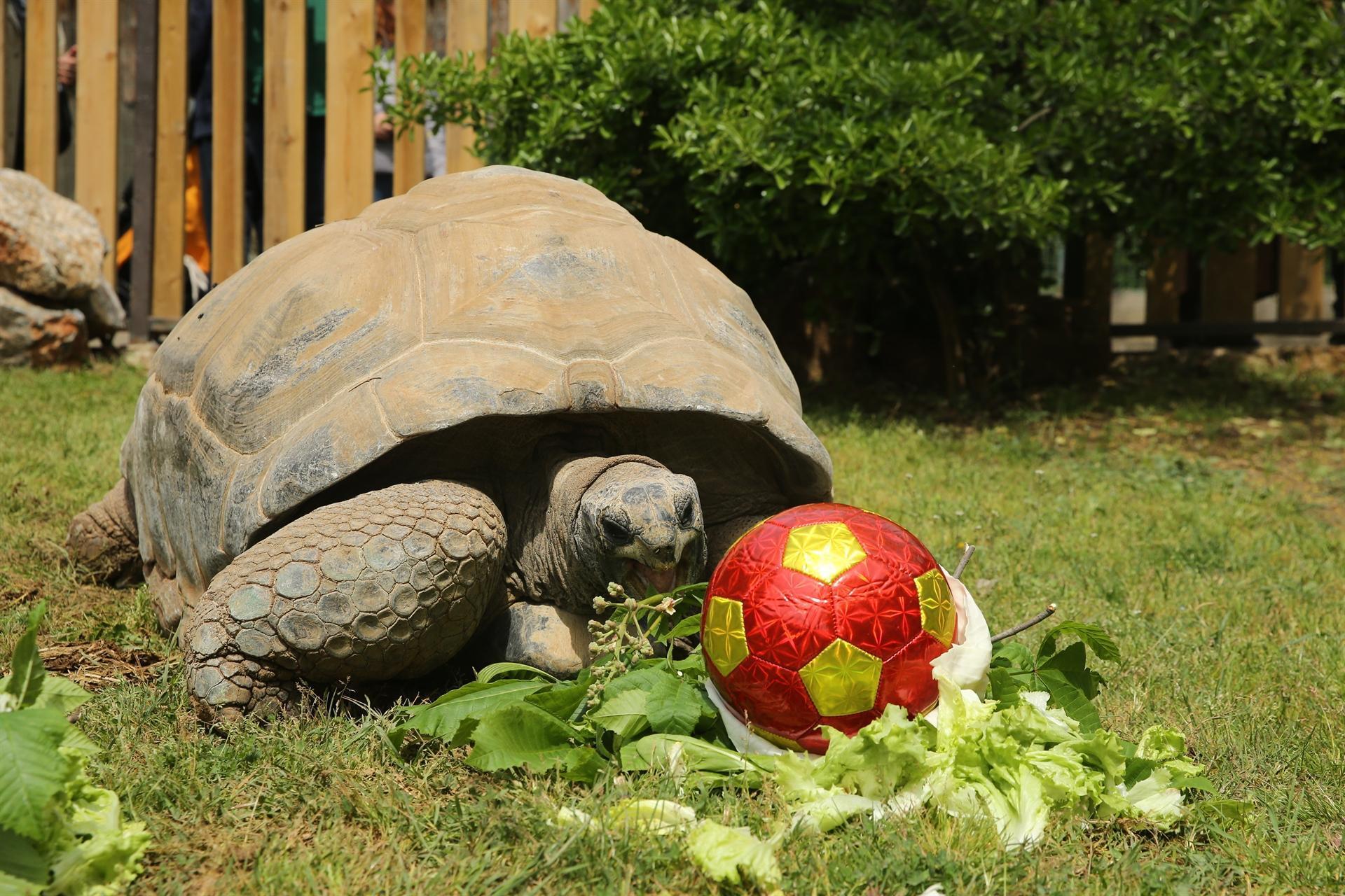 Turkey’s oldest tortoise turns 99