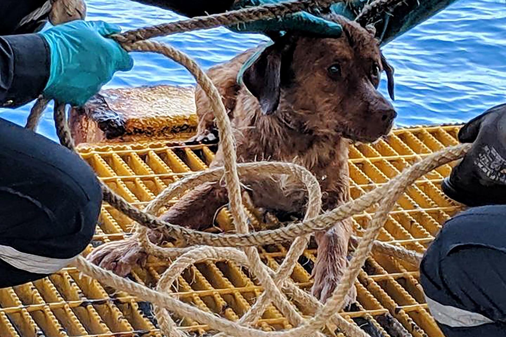 Dog pulled from seas off Thai coast to be adopted by rescuer
