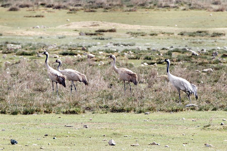 Cranes migrating ‘feel safe’ amid Anatolian reed