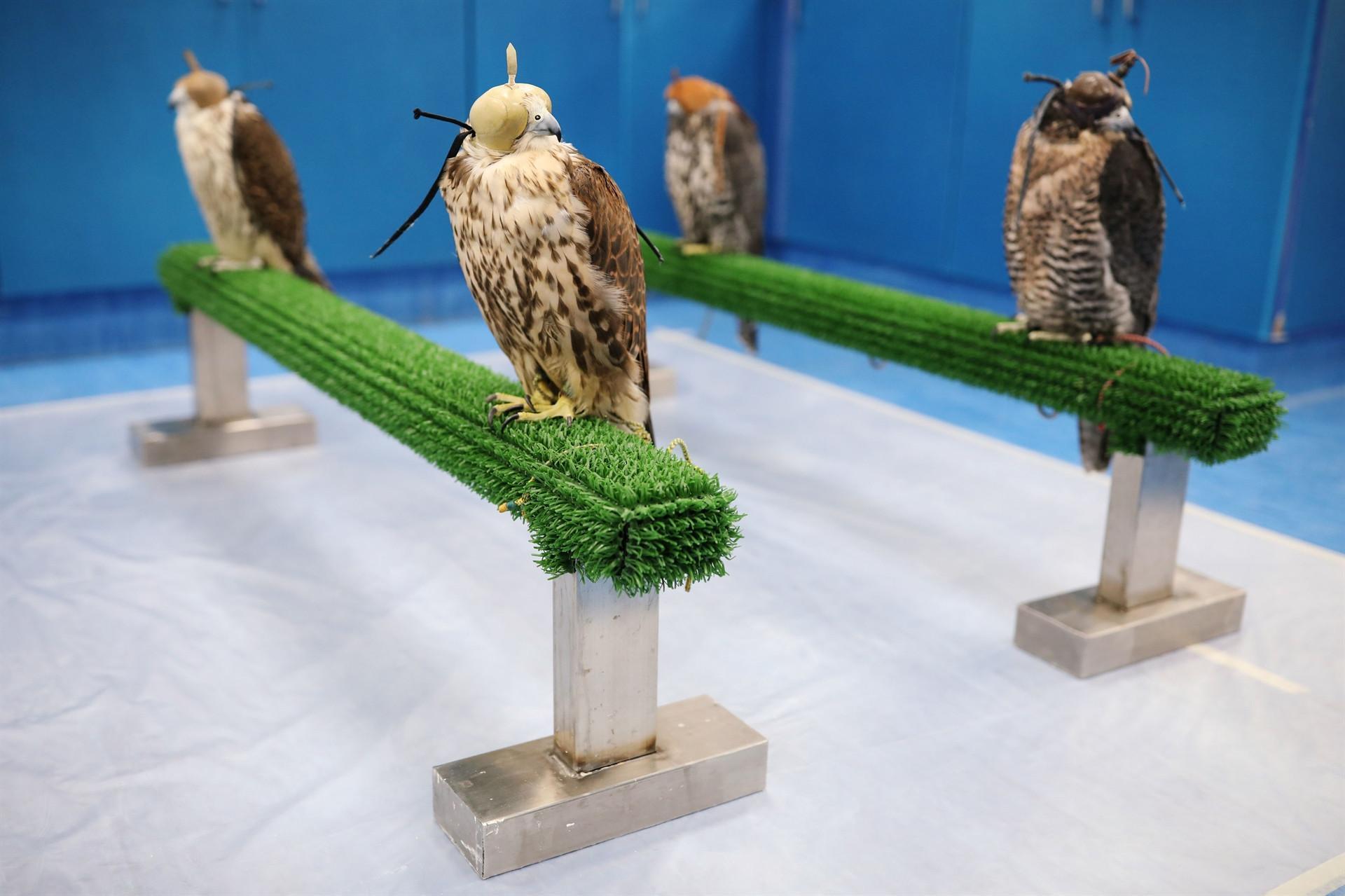 Worlds largest falcon hospital cares for Emirati heritage