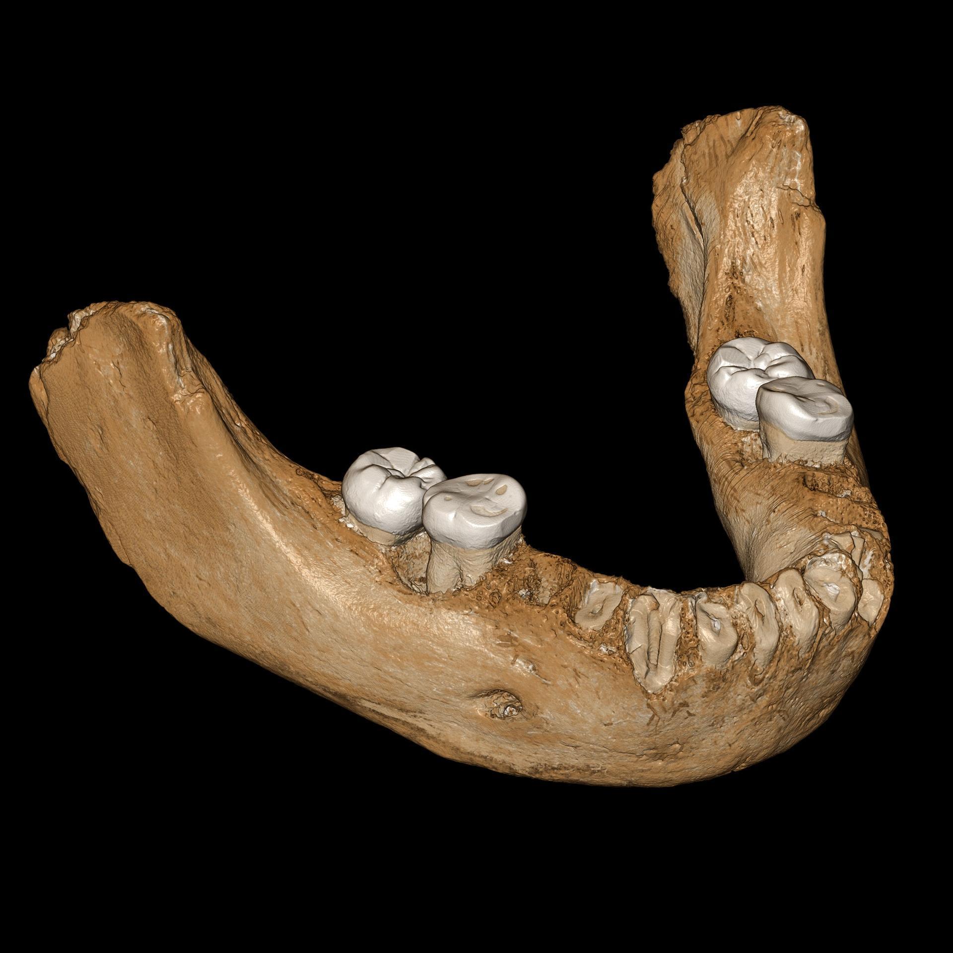 Chinese fossil sheds light on mysterious Neanderthal kin