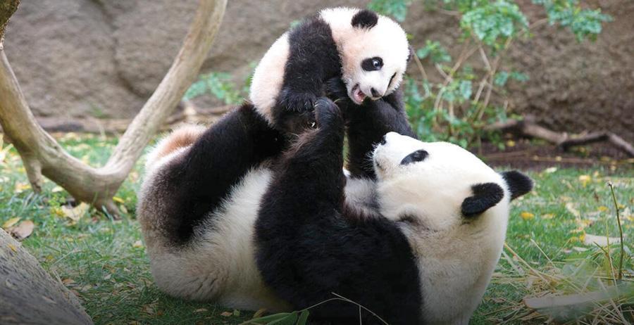 Species conservation: Some success, many failures
