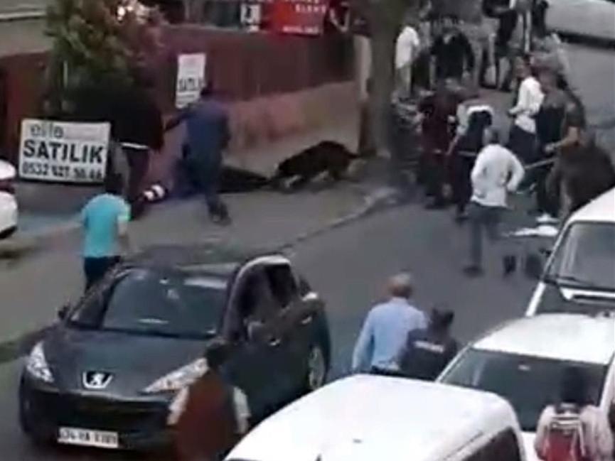 Rottweiler attacks owner and bystander after surgery