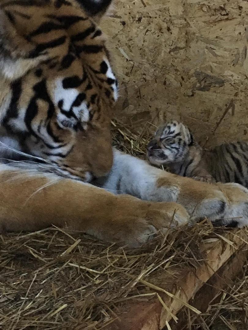 Istanbuls first Bengal tigers see light of day
