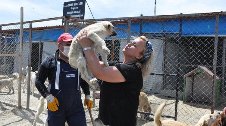 Veterinarians urge establishment of animal shelters