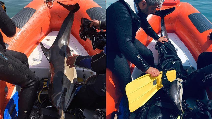 Divers rescue dolphin in Black Sea
