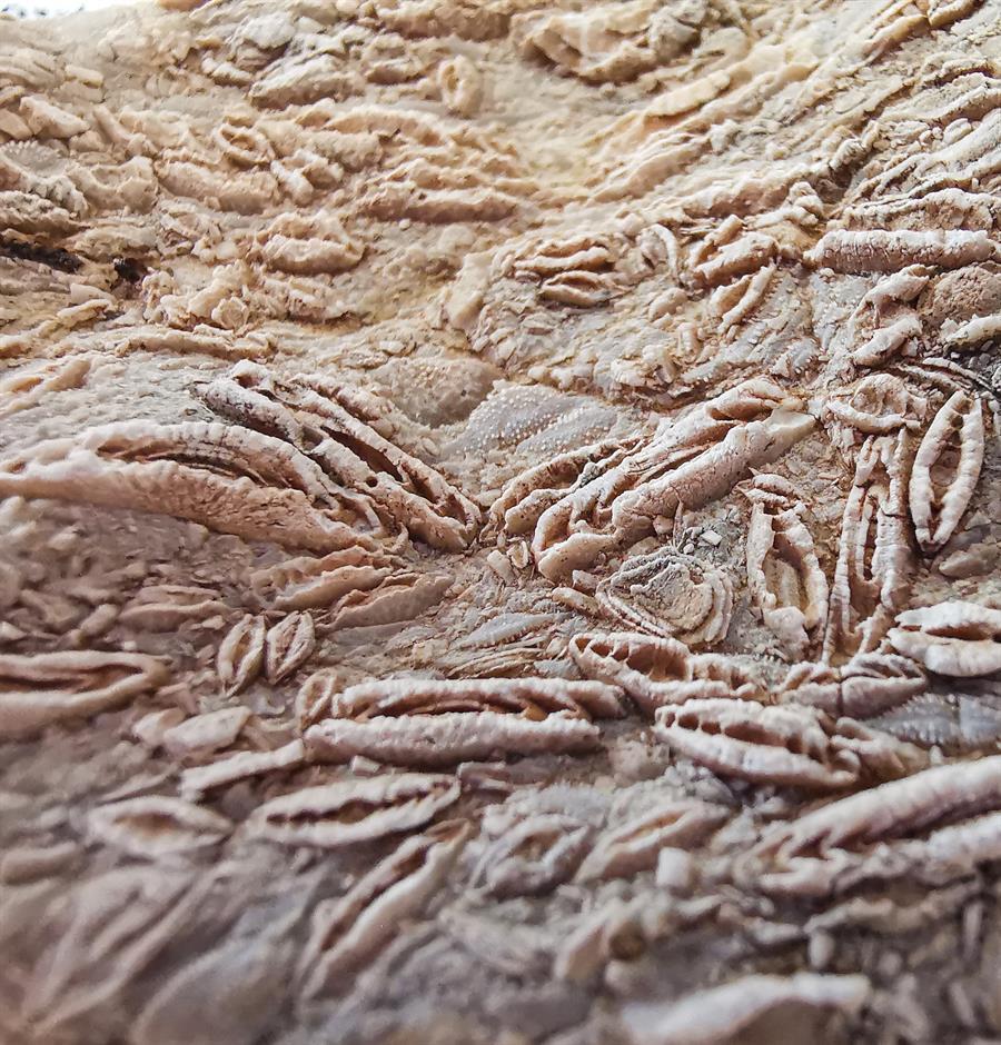 50-million year-old nummulite exhibited
