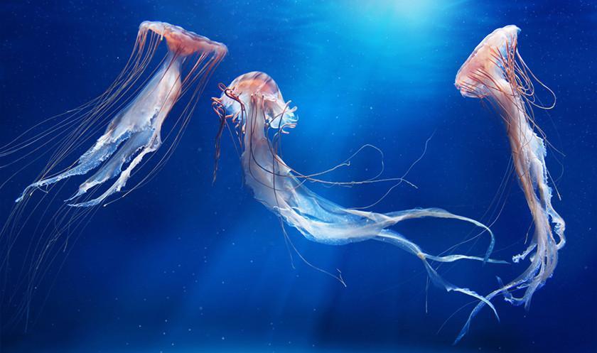 Many species in Turkish seas ‘disappearing fast’