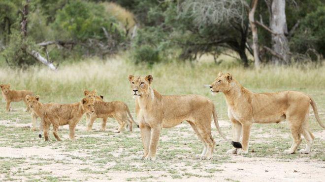 14 lions on the loose in South Africa
