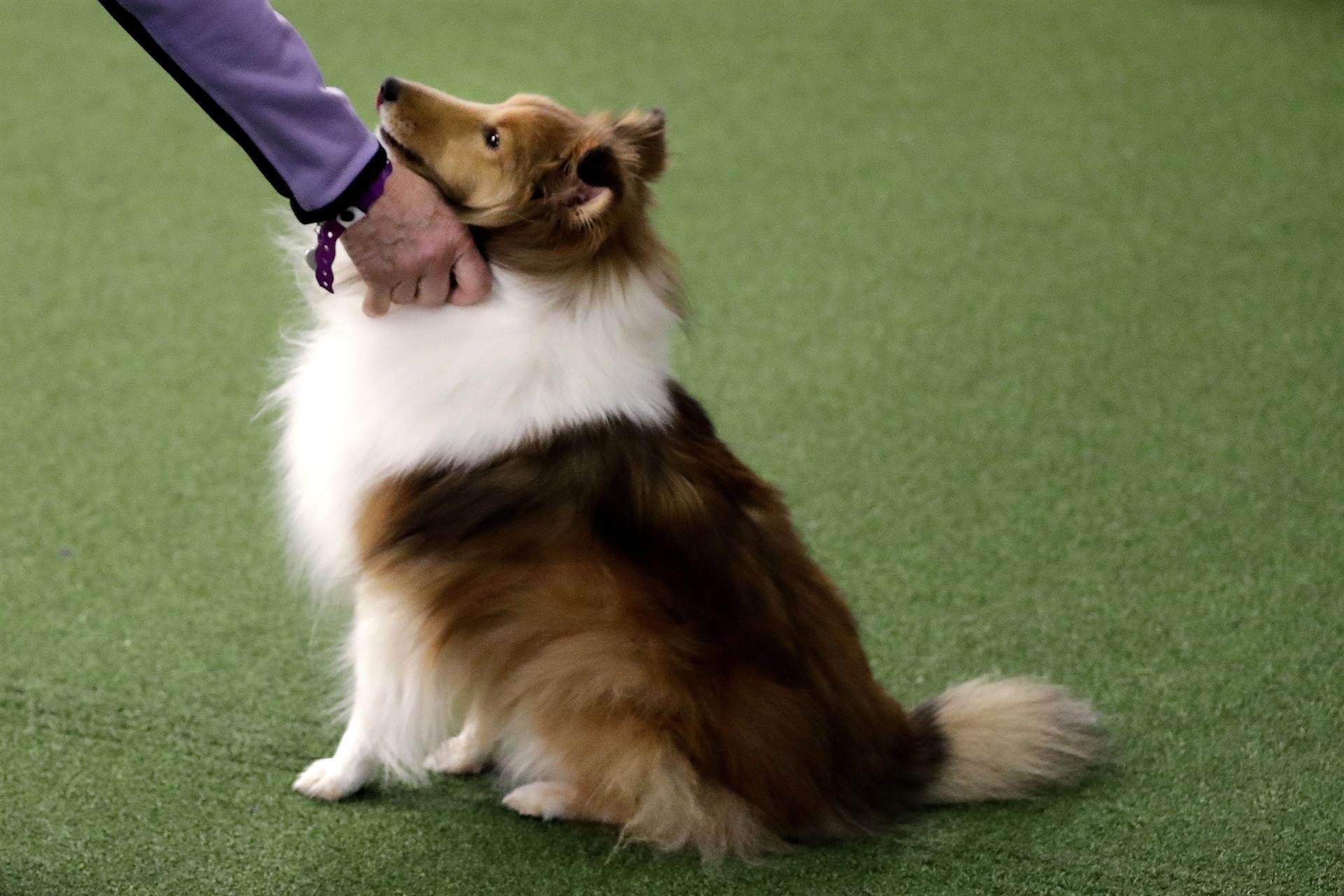 Stressed out Your dog may feel it too, study suggests
