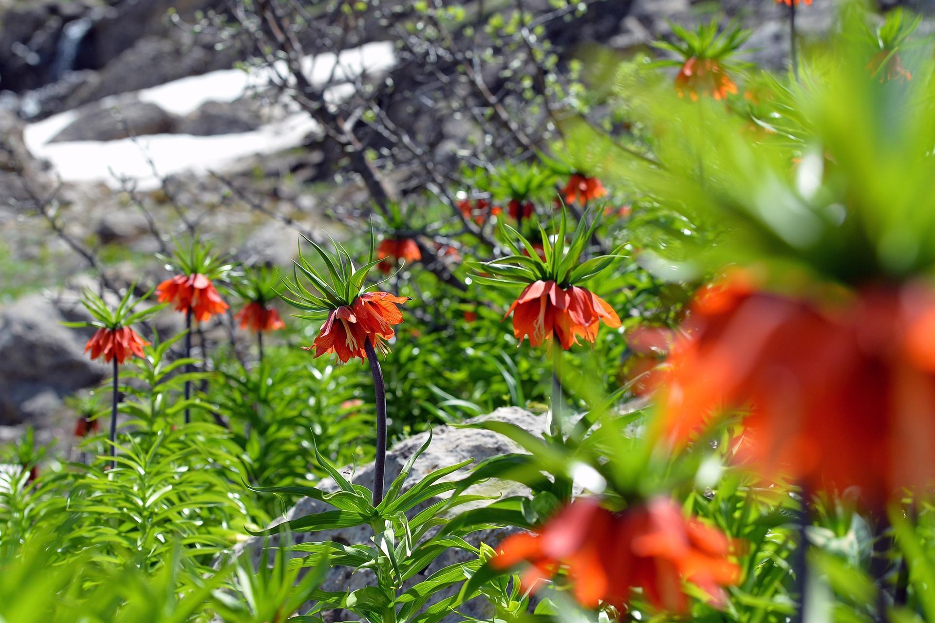 Three fined for picking inverted tulips