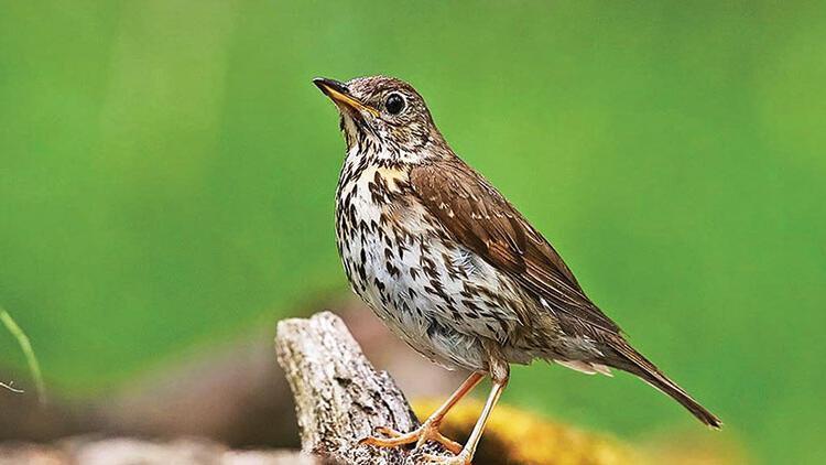 Fieldfare migration puts juniper at risk