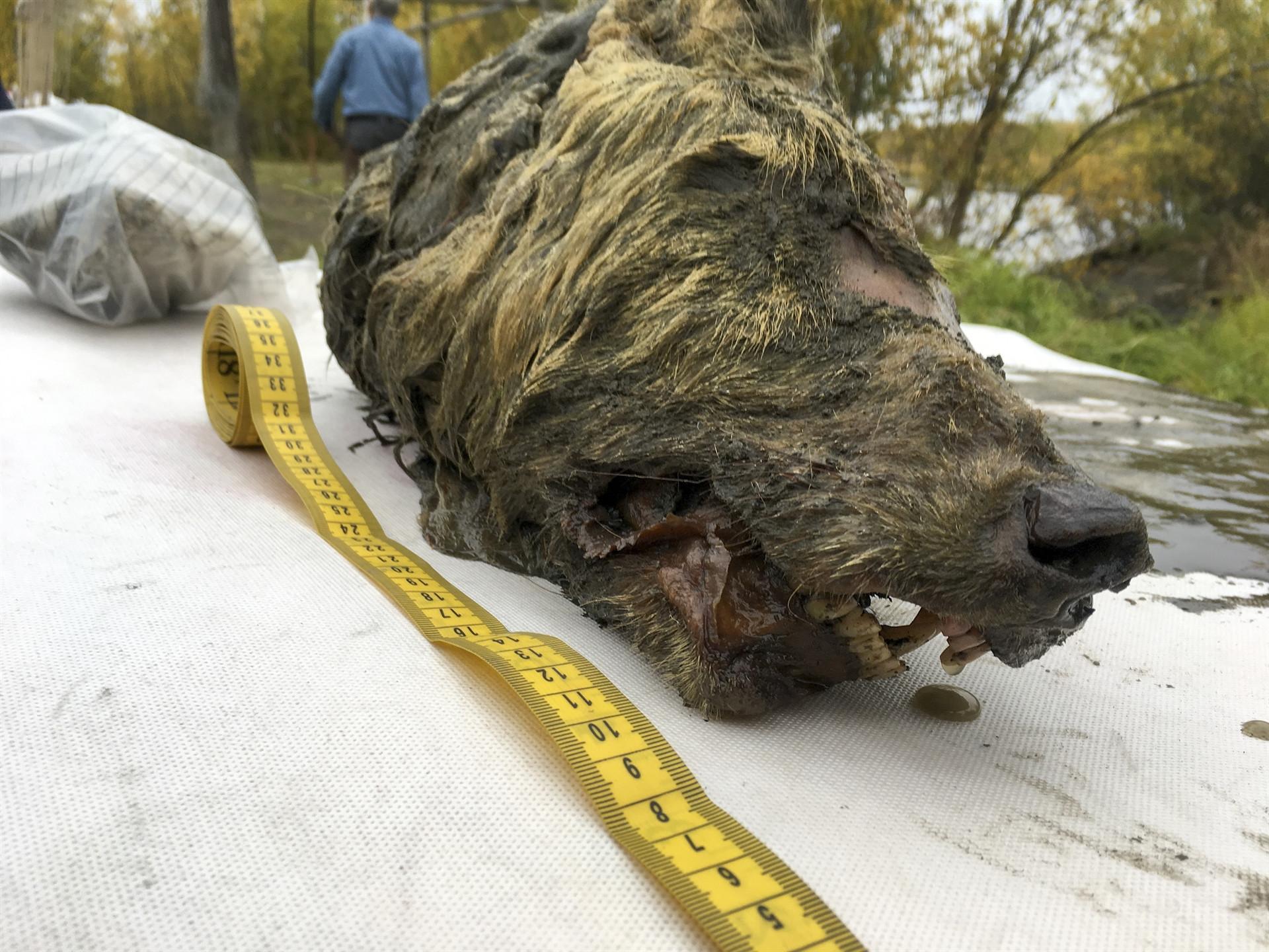 Russia uncovers 40,000 year-old wolf head, preserved in ice